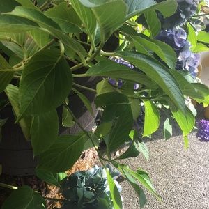 Meet your Posher, Bernarda